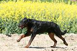 BEAUCERON 929